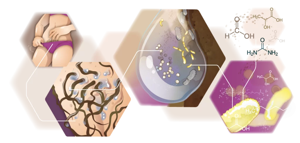 Infografik Schweiß und Bakterienbildung Hygiene Frauen